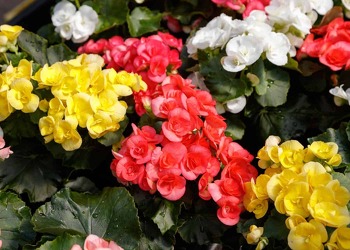 Flowering Begonia Plant from Downeast Flowers in Sanford and Kennebunk, ME