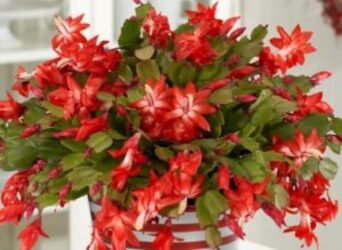 Christmas Cactus from Downeast Flowers in Sanford and Kennebunk, ME