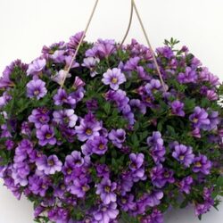 Outside Flowering Basket