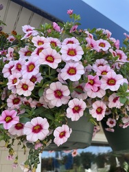 Colorful Mixed Flowering Baskets from Downeast Flowers in Sanford and Kennebunk, ME