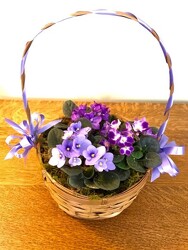 Violets in a Basket from Downeast Flowers in Sanford and Kennebunk, ME