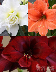 Flowering Amaryllis Plant  from Downeast Flowers in Sanford and Kennebunk, ME