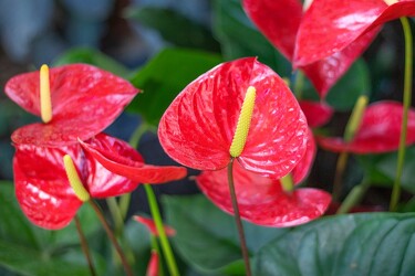 Flowering Anthurium Plant from Downeast Flowers in Sanford and Kennebunk, ME