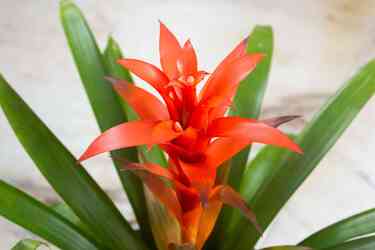 Flowering Bromeliad Plant from Downeast Flowers in Sanford and Kennebunk, ME