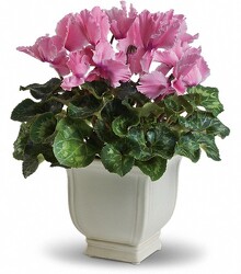Cyclamen Plant from Downeast Flowers in Sanford and Kennebunk, ME