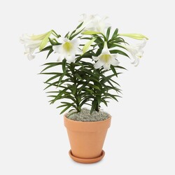 Easter Lily Plants from Downeast Flowers in Sanford and Kennebunk, ME