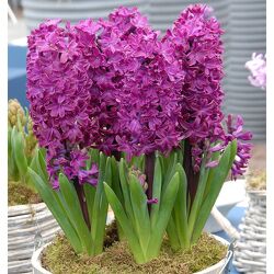 Hyacinth Plant from Downeast Flowers in Sanford and Kennebunk, ME