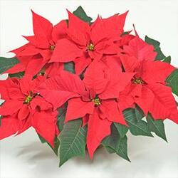 Poinsettia Plant from Downeast Flowers in Sanford and Kennebunk, ME