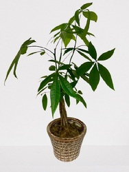 Money Tree from Downeast Flowers in Sanford and Kennebunk, ME