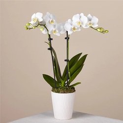 Orchid Plant from Downeast Flowers in Sanford and Kennebunk, ME
