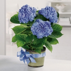 Potted Hydrangea Plant  from Downeast Flowers in Sanford and Kennebunk, ME