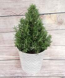 Rosemary Topiary Plant from Downeast Flowers in Sanford and Kennebunk, ME