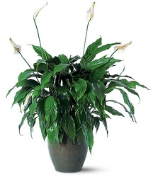 Peace Lily Plant from Downeast Flowers in Sanford and Kennebunk, ME